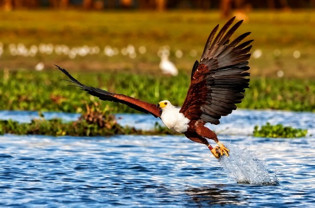 African fish eagle, Naivasha Lake National Park, Kenya